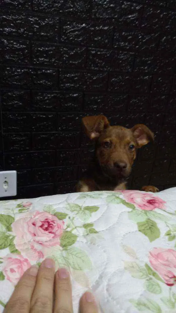 Cachorro ra a RND idade 2 a 6 meses nome Maggie