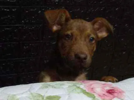 Cachorro ra a RND idade 2 a 6 meses nome Maggie