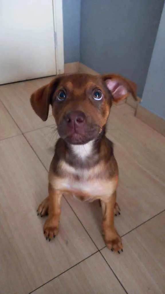 Cachorro ra a RND idade 2 a 6 meses nome Maggie