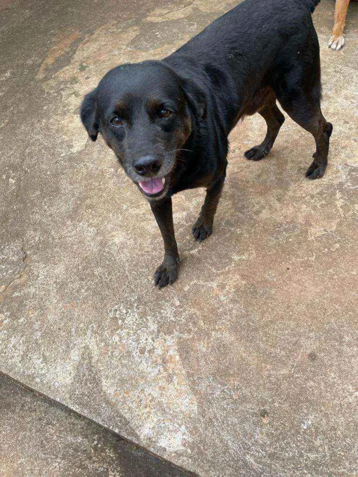 Cachorro ra a Vira lata idade 6 ou mais anos nome Bama