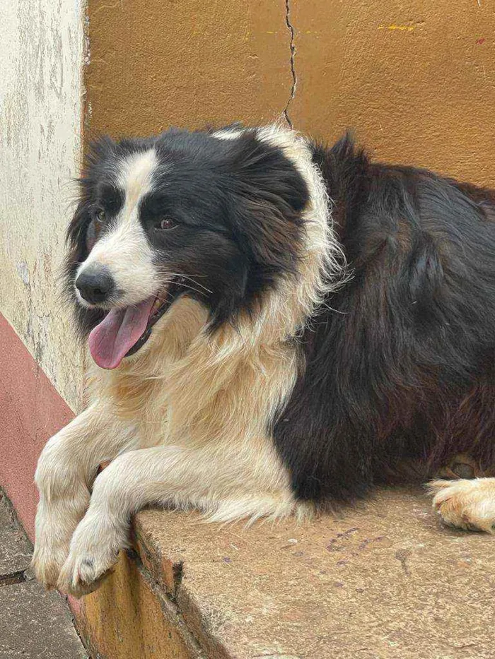 Cachorro ra a Border Collie idade 5 anos nome Clóvis