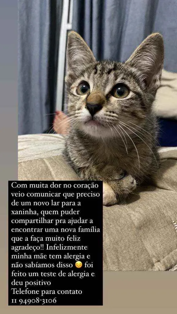 Gato ra a  idade 2 a 6 meses nome Sem nome 