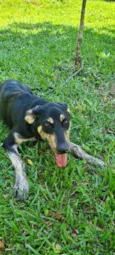 Lola