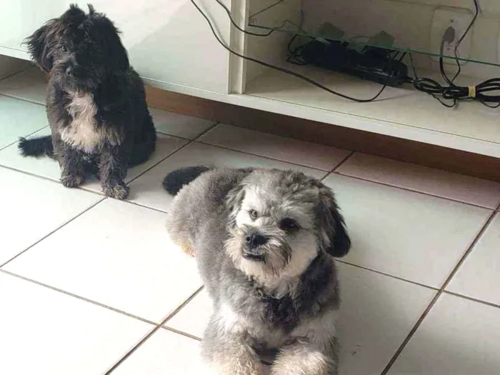 Cachorro ra a SRD idade 7 a 11 meses nome Estrela e Antenor 