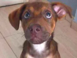 Cachorro raça RND idade 2 a 6 meses nome Maggie