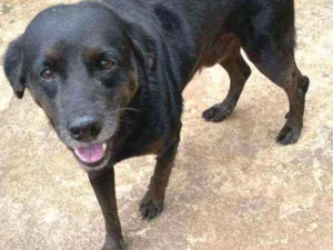 Cachorro raça Vira lata idade 6 ou mais anos nome Bama