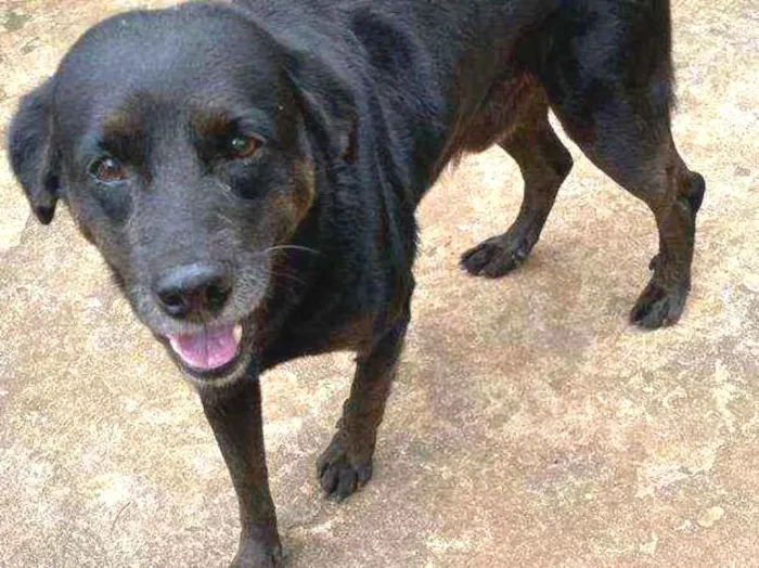 Cachorro ra a Vira lata idade 6 ou mais anos nome Bama