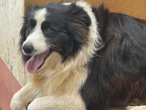 Cachorro raça Border Collie idade 5 anos nome Clóvis