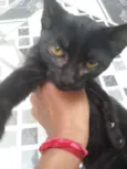 Pretinha