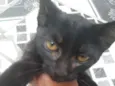 Pretinha