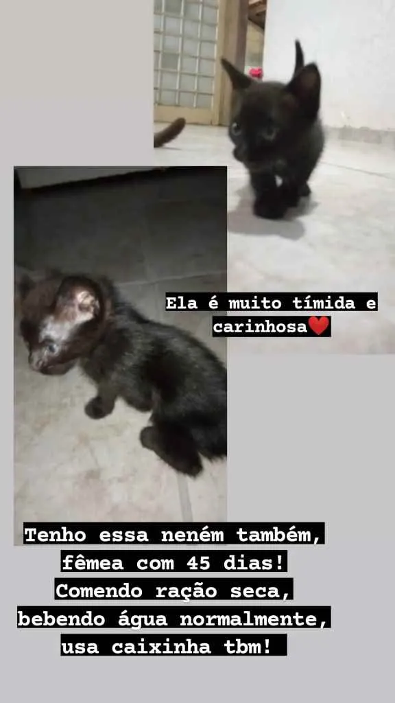 Gato ra a SRD idade Abaixo de 2 meses nome Não tem nome