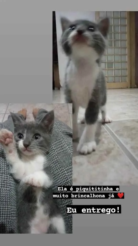 Gato ra a SRD idade Abaixo de 2 meses nome Não tem nome