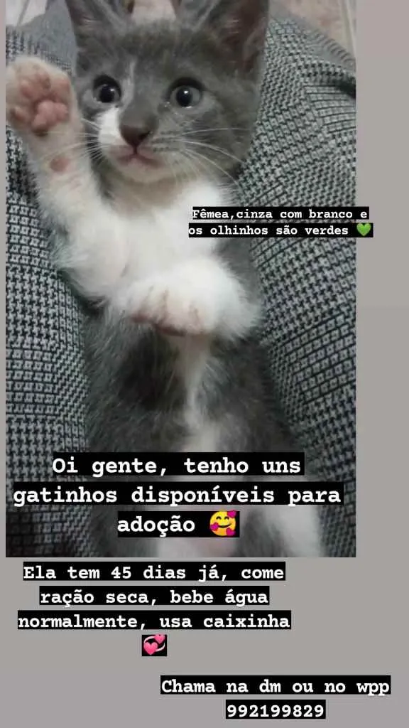 Gato ra a SRD idade Abaixo de 2 meses nome Não tem nome