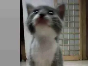 Gato raça SRD idade Abaixo de 2 meses nome Não tem nome