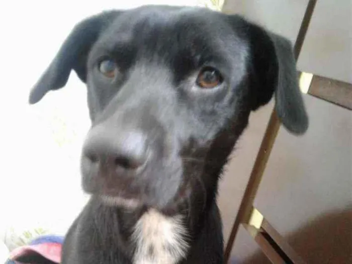 Cachorro ra a não definido idade 2 anos nome Zéquinha
