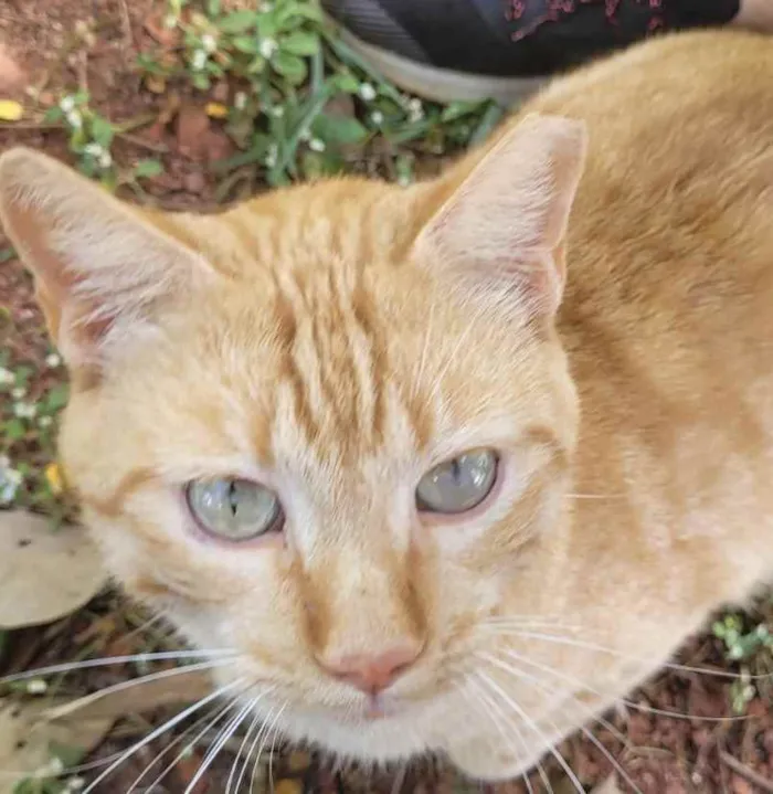 Gato ra a Mestiço  idade 2 a 6 meses nome Bento 