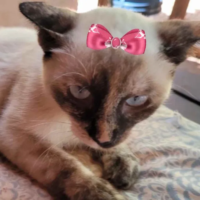 Gato ra a Mestiça  idade 2 a 6 meses nome Jade 