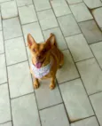 Lilica