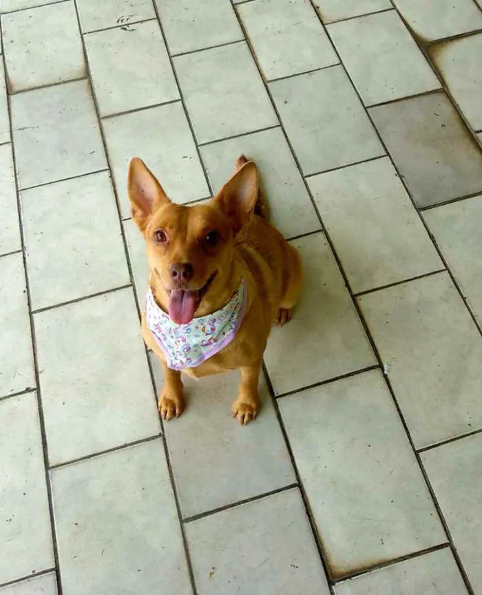 Cachorro ra a Srd idade 2 anos nome Lilica