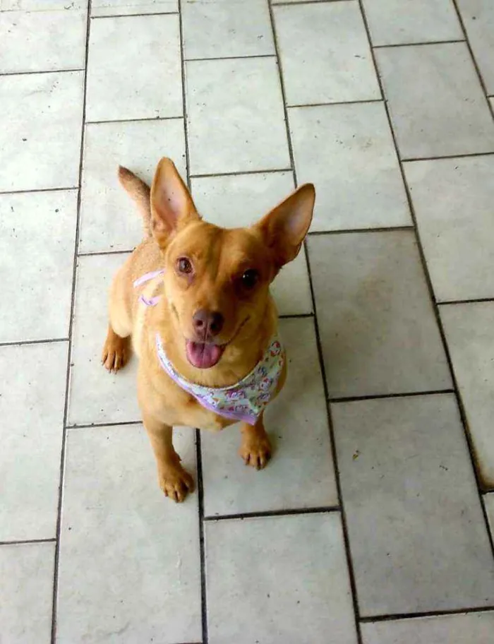 Cachorro ra a Srd idade 2 anos nome Lilica