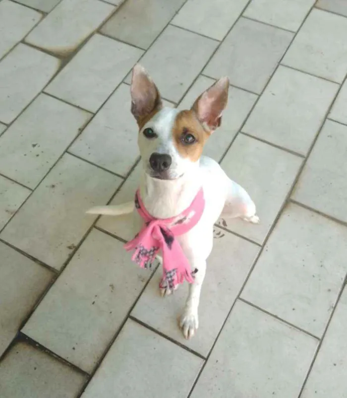 Cachorro ra a Srd idade 2 anos nome Kira