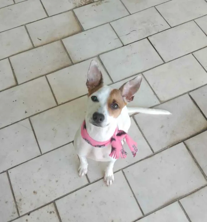 Cachorro ra a Srd idade 2 anos nome Kira