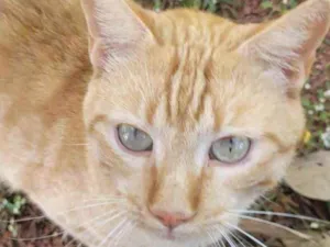 Gato raça Mestiço  idade 2 a 6 meses nome Bento 