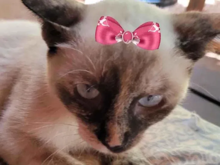 Gato ra a Mestiça  idade 2 a 6 meses nome Jade 