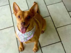 Cachorro raça Srd idade 2 anos nome Lilica