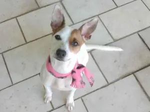 Cachorro raça Srd idade 2 anos nome Kira