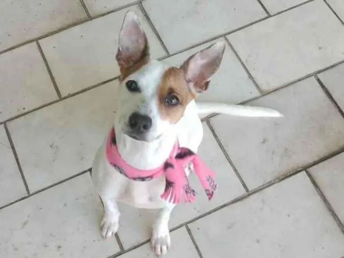 Cachorro ra a Srd idade 2 anos nome Kira