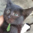 Tom