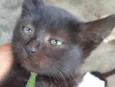Tom