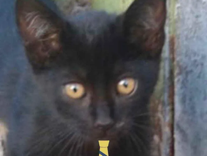 Gato ra a Mestiço  idade 2 a 6 meses nome Chico 