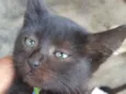 Tom
