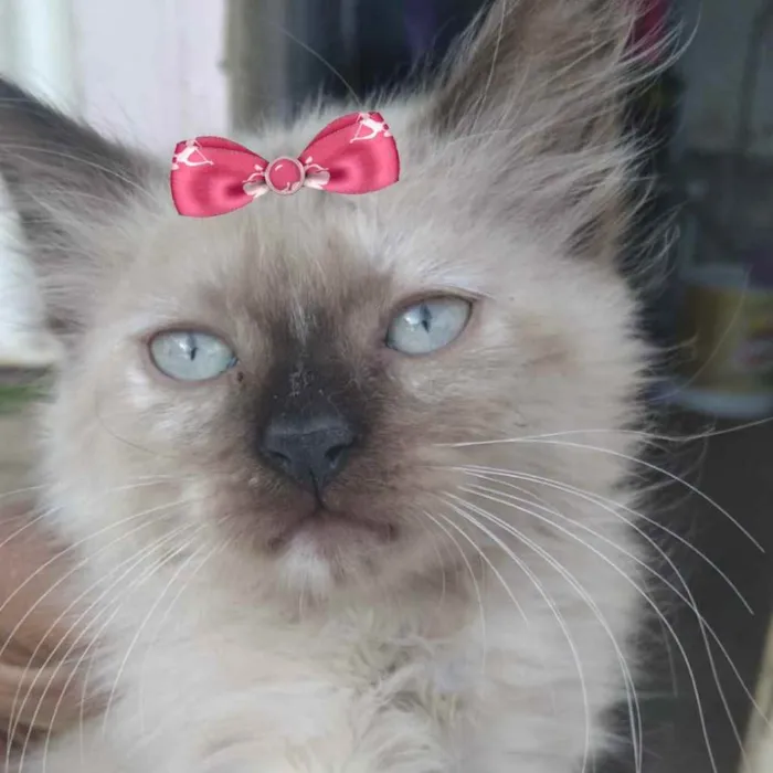 Gato ra a Mestiça  idade 2 a 6 meses nome Angel 