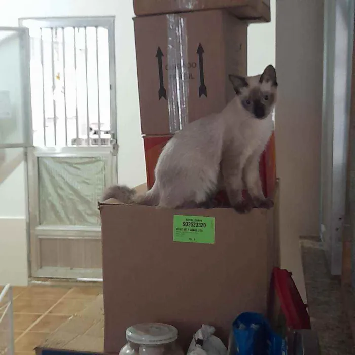 Gato ra a SRD idade 2 a 6 meses nome Luluzinho