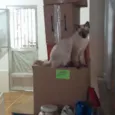 Luluzinho
