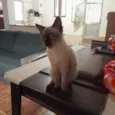 Luluzinho