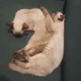 Luluzinho