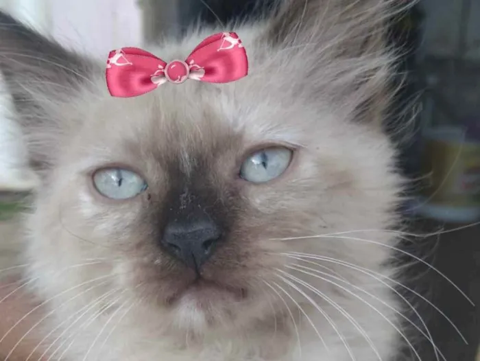 Gato ra a Mestiça  idade 2 a 6 meses nome Angel 