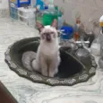 Luluzinho
