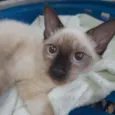 Luluzinho