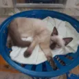 Luluzinho
