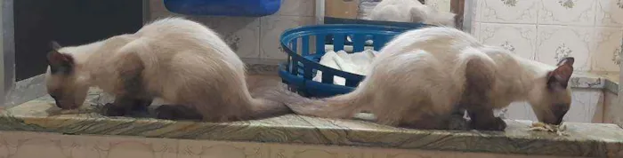 Gato ra a SRD idade 2 a 6 meses nome Luluzinho
