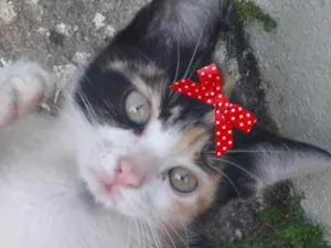 Gato raça Mestiça  idade 2 a 6 meses nome Cléo 