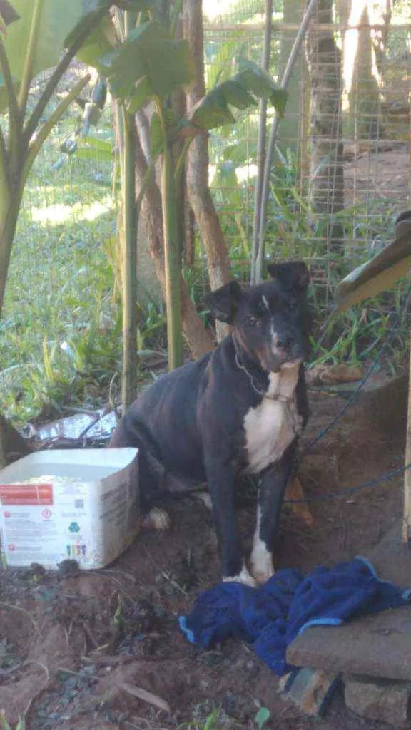 Cachorro ra a Pitbull idade 2 a 6 meses nome Lindinha