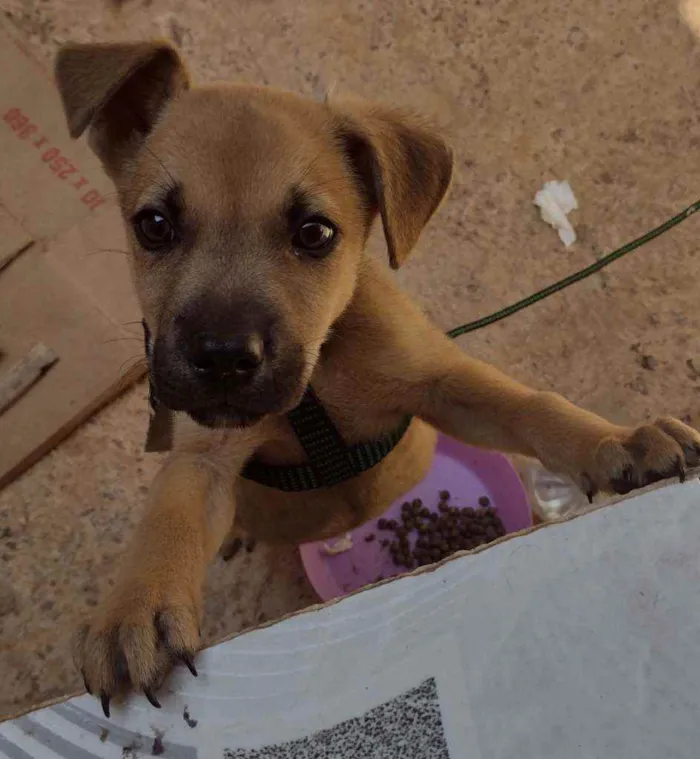 Cachorro ra a Vira lata idade Abaixo de 2 meses nome Simba