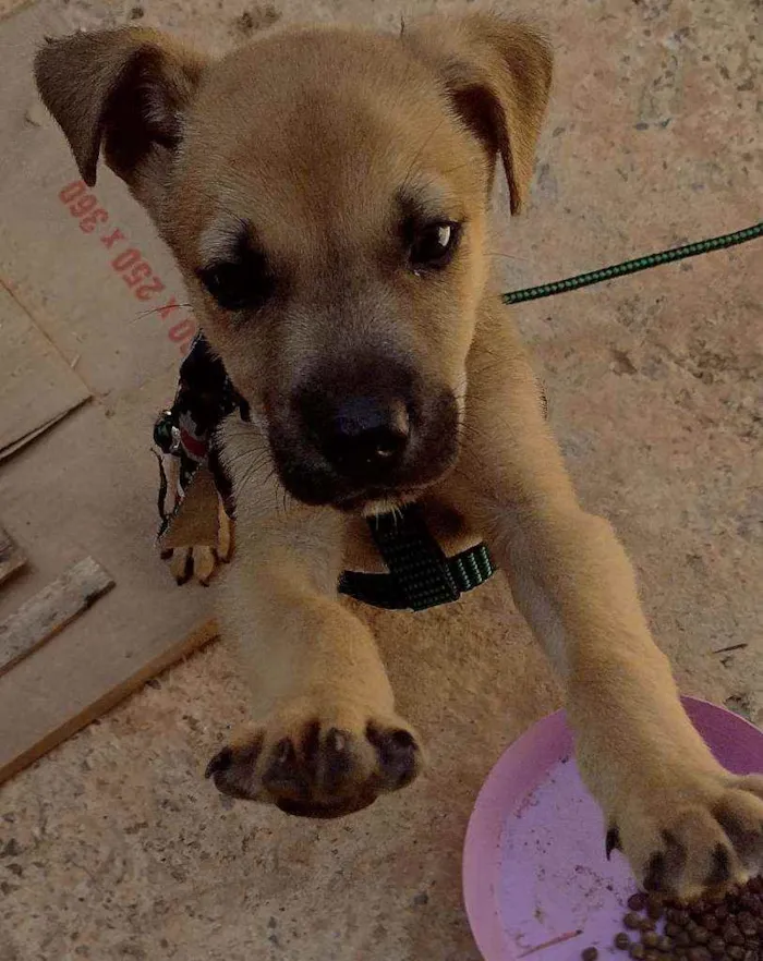 Cachorro ra a Vira lata idade Abaixo de 2 meses nome Simba