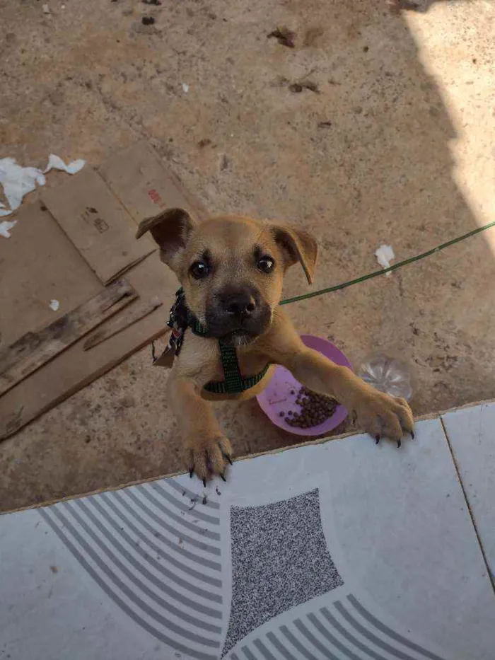 Cachorro ra a Vira lata idade Abaixo de 2 meses nome Simba